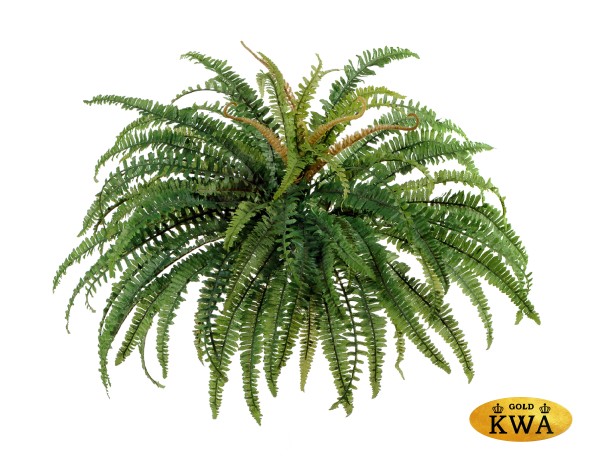 Папоротник лесной д-80 см, в-50 см (76 листов) 6/36