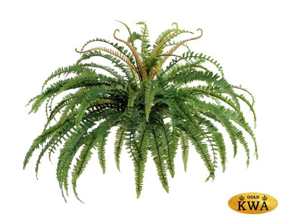 Папоротник лесной д-80 см, в-50 см (76 листов) 6/36