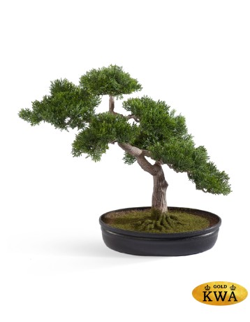 Бонсай Сосна-мини в кашпо в-40 см 4/8