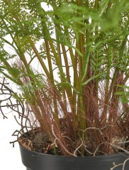 Папоротник куст нежно-зелёный в кашпо 1/1