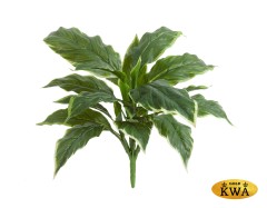 Хоста Соу Свит зелёная с белой каймой д-45/50 см, в-30 см (Sensitive Botanic) 12/96