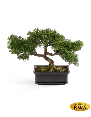 Бонсай Сосна-мини в кашпо в-22 см 6/24