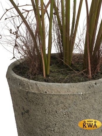 Куст Папоротника Рэббит Фут