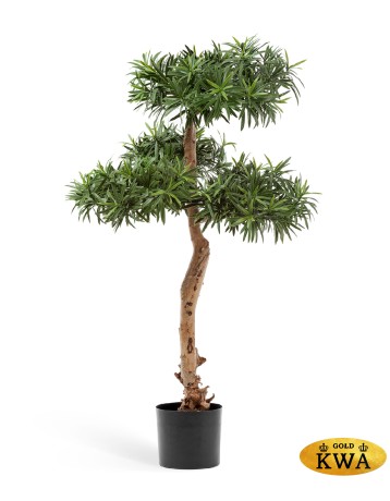 Подокарпус Элит в-97 см 2/2