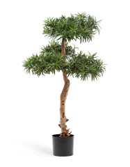 Подокарпус Элит в-97 см 2/2