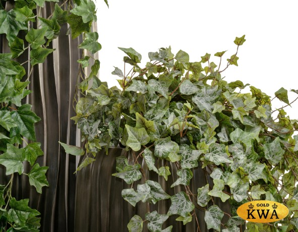 Английский плющ Олд Тэмпл припылённо-зелёный Гигант в-170 см (423 листа) (Sensitive Botanic) 4/24