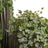 Английский плющ Олд Тэмпл припылённо-зелёный Гигант в-170 см (423 листа) (Sensitive Botanic) 4/24