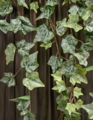 Английский плющ Олд Тэмпл припылённо-зелёный Гигант в-170 см (423 листа) (Sensitive Botanic) 4/24