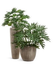 Кашпо TREEZ Effectory Wow Конус-Чаша Капучино в-28 см, д-30 см