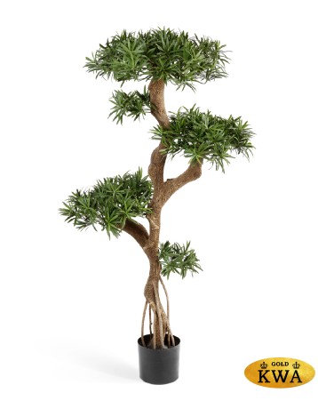 Подокарпус на забавном стволе Новый 135 см 2/2