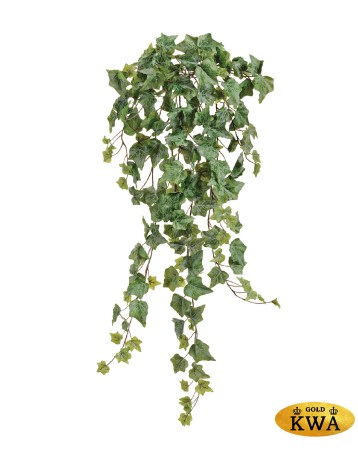 Английский плющ Олд Тэмпл припылённо-зелёный в-90 см (191 лист) (Sensitive Botanic) 6/36