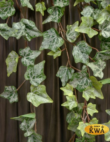 Английский плющ Олд Тэмпл припылённо-зелёный в-90 см (191 лист) (Sensitive Botanic) 6/36