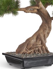 Бонсай Сосна Японская белая Негиши в-90 см в керамическом кашпо 1/1