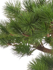 Бонсай Сосна Японская белая Негиши в-90 см в керамическом кашпо 1/1