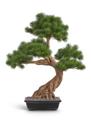 Бонсай Сосна Японская белая Негиши в-90 см в керамическом кашпо 1/1