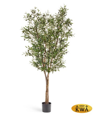 Олива Нэйчерел с плодами 180 см 2/2