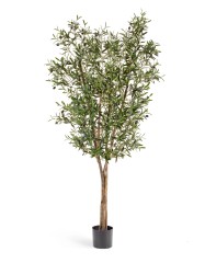 Олива Нэйчерел с плодами 180 см 2/2