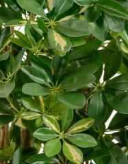 Шеффлера зонтичная пёстрая 170  см 2/2