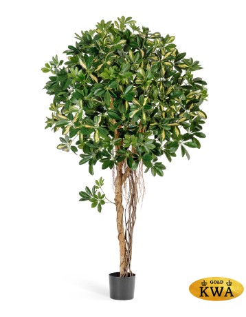 Шеффлера зонтичная пёстрая 170  см 2/2