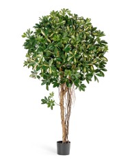 Шеффлера зонтичная пёстрая 170  см 2/2