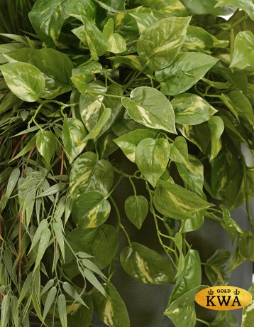 Потос Элегант ампельный большой новый в-90 см (Sensitive Botanic) 6/24