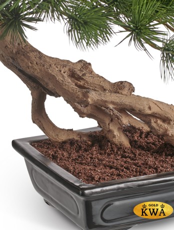 Бонсай Сосна Японская белая Негиши стелющийся в-55 см в керамическом кашпо 1/1