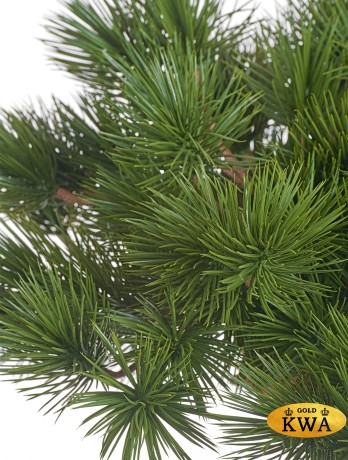 Бонсай Сосна Японская белая Негиши стелющийся в-55 см в керамическом кашпо 1/1