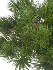 Бонсай Сосна Японская белая Негиши стелющийся в-55 см в керамическом кашпо 1/1