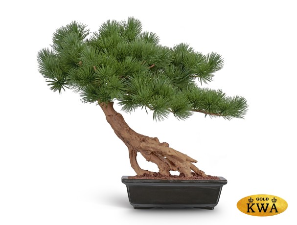 Бонсай Сосна Японская белая Негиши стелющийся в-55 см в керамическом кашпо 1/1