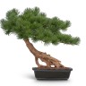 Бонсай Сосна Японская белая Негиши стелющийся в-55 см в керамическом кашпо 1/1