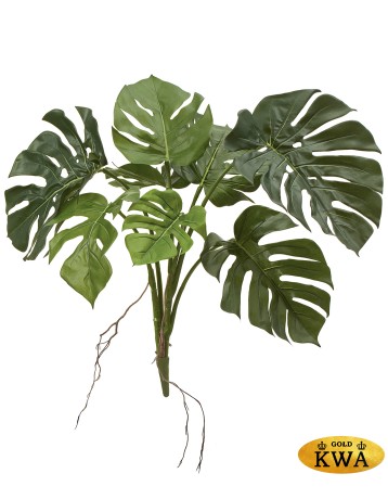 Монстера куст в-70 см (8 листов) 6/6