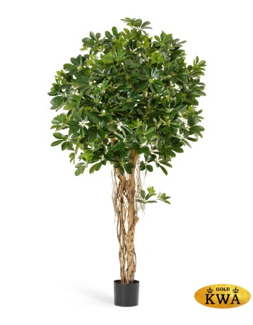 Шеффлера зонтичная зелёная 110 см 2/2