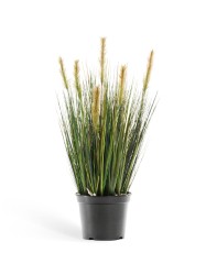 Трава Осока куст в-60 см зелёные султаны 6/6