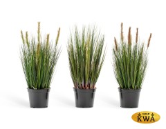 Трава Осока куст в-60 см зелёные султаны 6/6