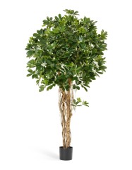 Шеффлера зонтичная зелёная 170 см 2/2