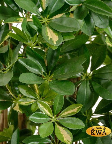 Шеффлера колонновидная большая пёстрая 195 см 2/2