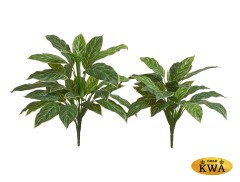 Аглаонема куст бело-зелёный в-57 см 12/96