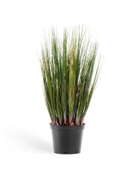 Трава Осока куст в-60 см 6/6