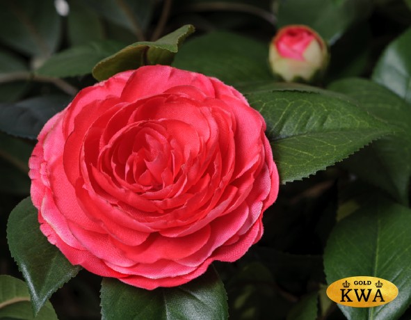 Камелия на штамбе тёмно-розовая в-130 см 2/2