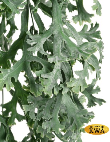 Стегхорн Хилии (Оленьи рога) куст ампельный в-67 см, ш-30 см 12/72