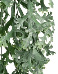 Стегхорн Хилии (Оленьи рога) куст ампельный в-67 см, ш-30 см 12/72
