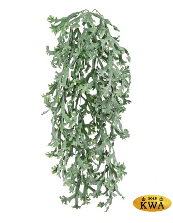 Стегхорн Хилии (Оленьи рога) куст ампельный в-67 см, ш-30 см 12/72