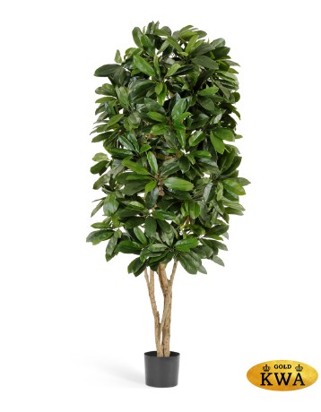 Шеффлера Леди 140 см 2/2