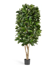 Шеффлера Леди 140 см 2/2