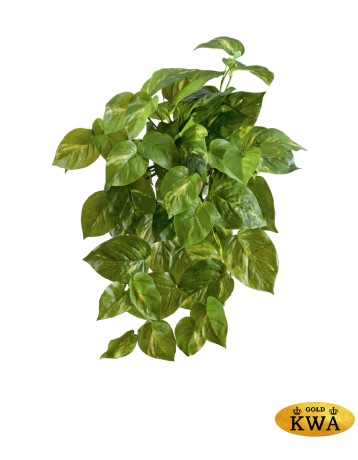 Потос крупнолистный ампельный малый 35 см (Sensitive Botanic) (54 листа) 12/60