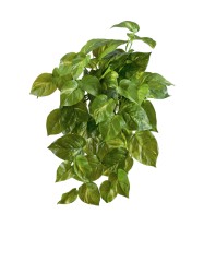 Потос крупнолистный ампельный малый 35 см (Sensitive Botanic) (54 листа) 12/60