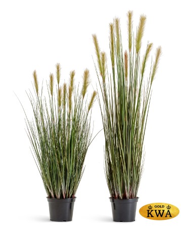 Трава Осока Элеганс куст в-90, д-30 см с зелёными султанами 2/2