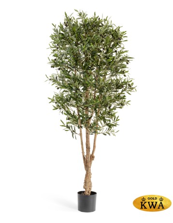 Олива Форест с плодами в-170 см 2/2