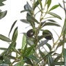 Олива Форест с плодами в-170 см 2/2