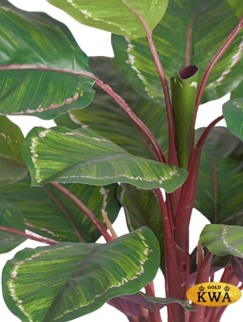 Калатея Розеопикта Грин куст зелёный с бело-розовым в-52 см (Sensitive Botanic) 6/72